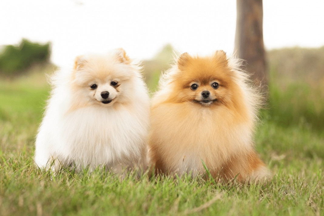 Seu cachorro sabe que é você — mesmo antes de te ver. A ciência explica por quê