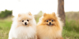 Seu cachorro sabe que é você — mesmo antes de te ver. A ciência explica por quê