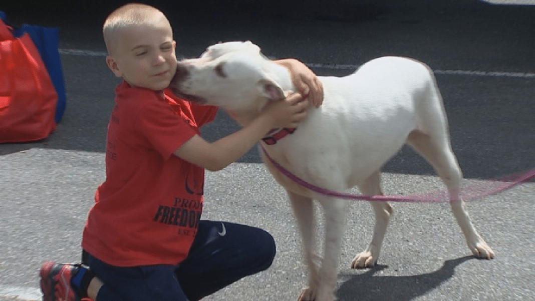 Ele tinha apenas 4 anos e fez o que muitos adultos nunca fizeram: salvou centenas de cachorros condenados ao abandono