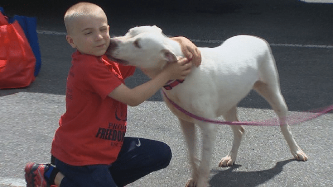 cachorroresg Ele tinha apenas 4 anos e fez o que muitos adultos nunca fizeram: salvou centenas de cachorros condenados ao abandono