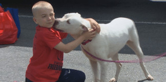 Ele tinha apenas 4 anos e fez o que muitos adultos nunca fizeram: salvou centenas de cachorros condenados ao abandono