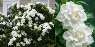 Conheça a flor capaz de perfumar a casa inteira e que está rivalizando com difusores e velas de luxo