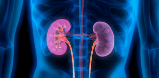 Pesquisadores modificam rins em laboratório para reduzir incompatibilidade sanguínea em transplantes