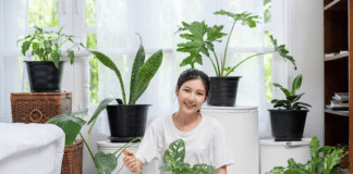 Essas 7 plantas podem melhorar o ar da sua casa e muita gente ainda não sabe