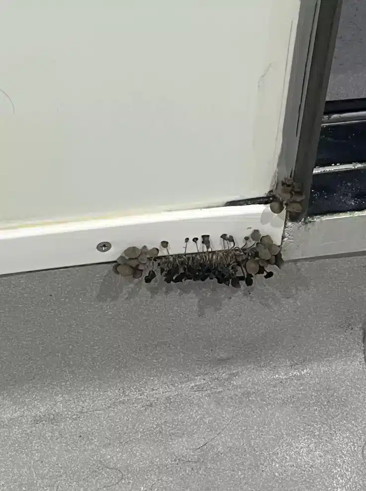 sabervivermais.com - Universit&aacute;rio posta foto do que crescia em sua parede e recebe alerta grave!