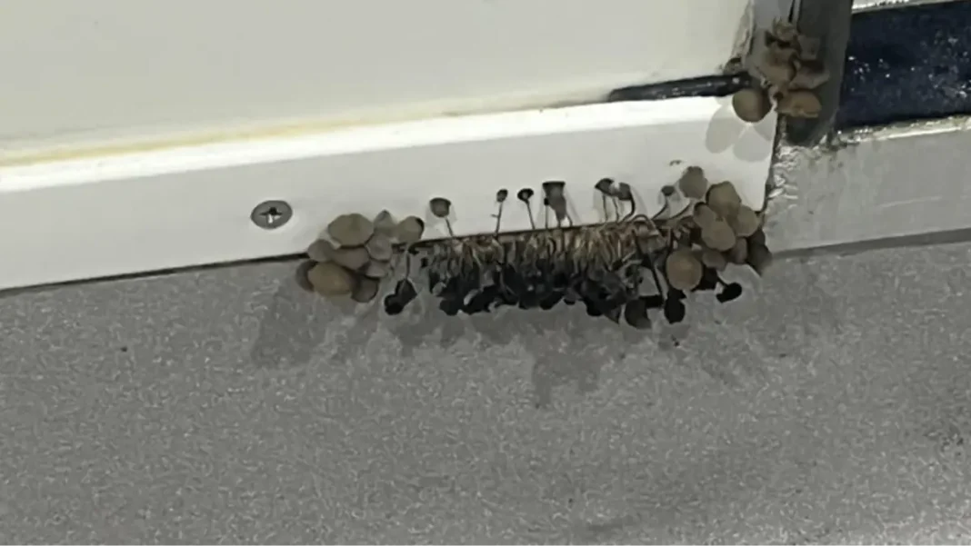 Universitário posta foto do que crescia em sua parede e recebe alerta grave!