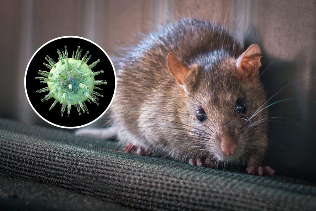 Hantavírus pode virar uma nova pandemia global? especialistas explicam os riscos